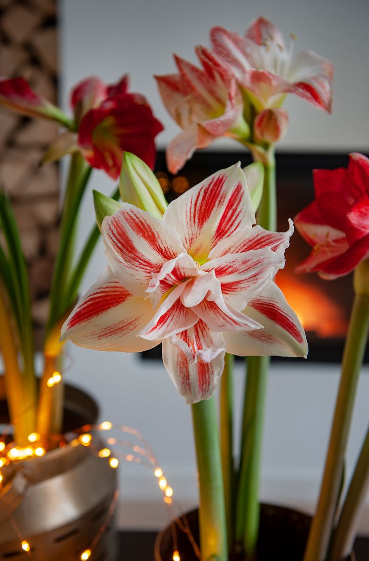 Amaryllis julen 2020