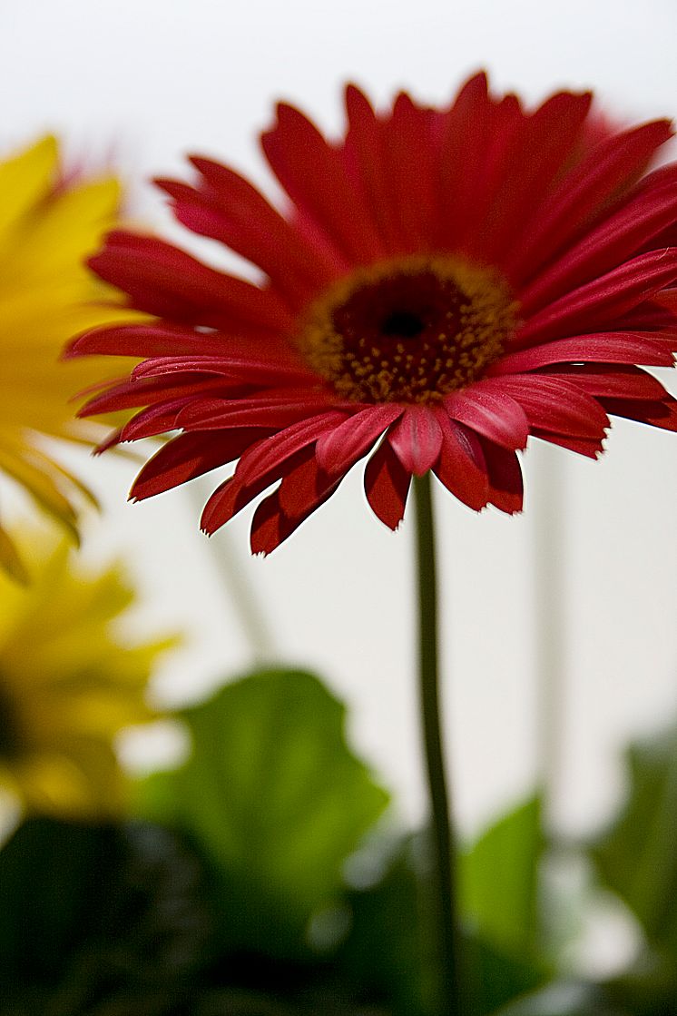 Gerbera