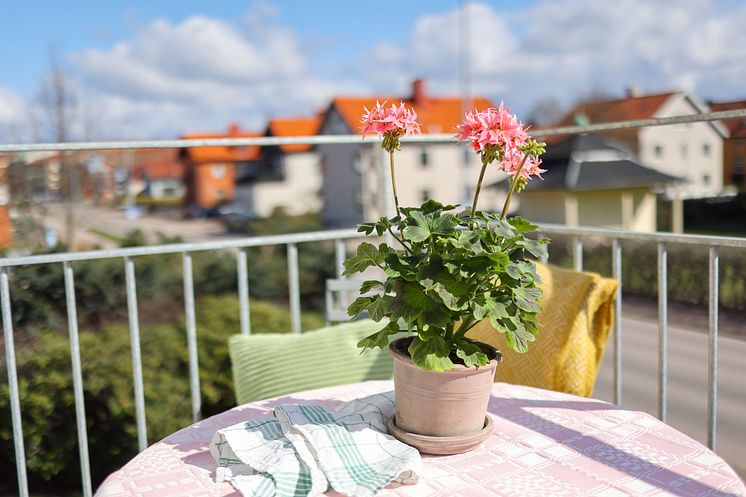 Årets Pelargon 2025 Pelargonium Summer Twist Rose foto SydGrönt (4).jpg
