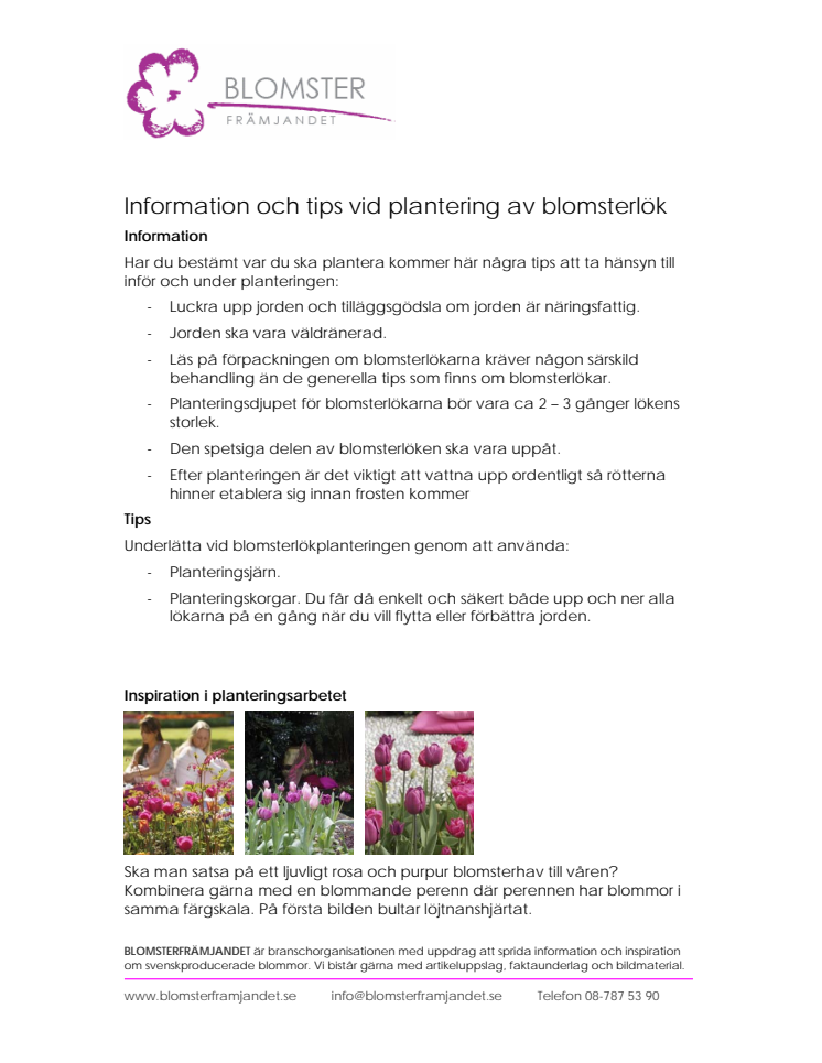 Information och tips vid plantering av blomsterlök