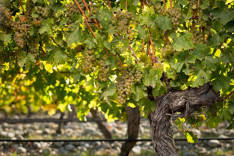 Sauvignon Blanc grapes with stones - Stoneleigh vines