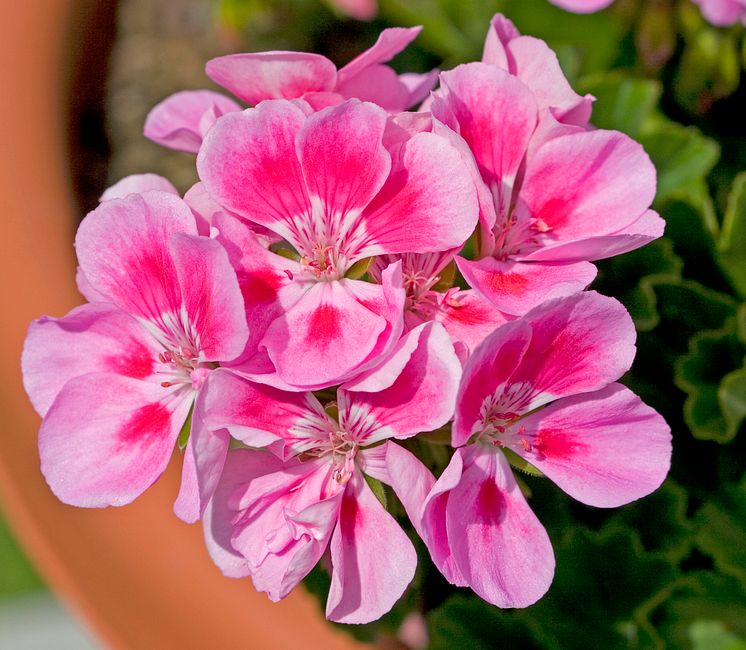 Tvåfärgad pelargon, ’Bravo light pink’ 