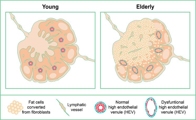 Why lymph nodes lose their function with age