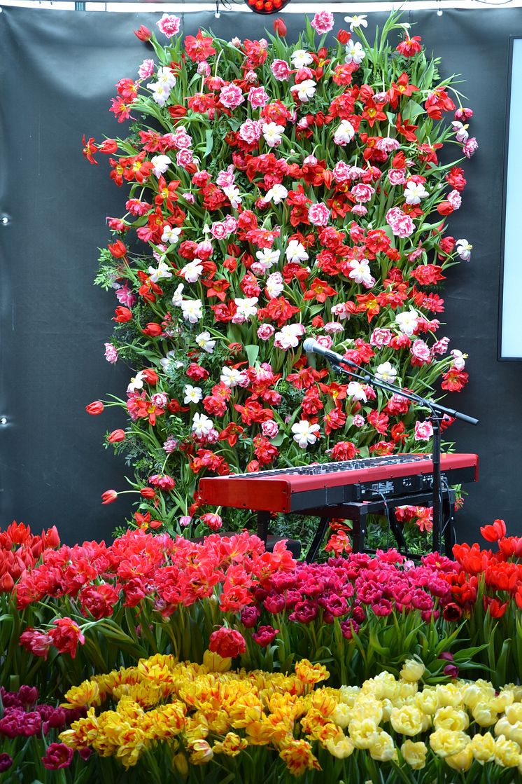 Blomsterfrämjandets och MixMegapol unlugged tulpankonsert