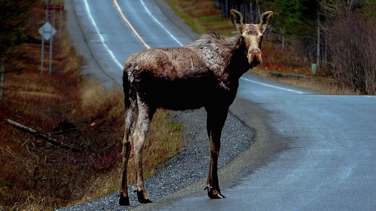 Krockkudde vid krock med Älg