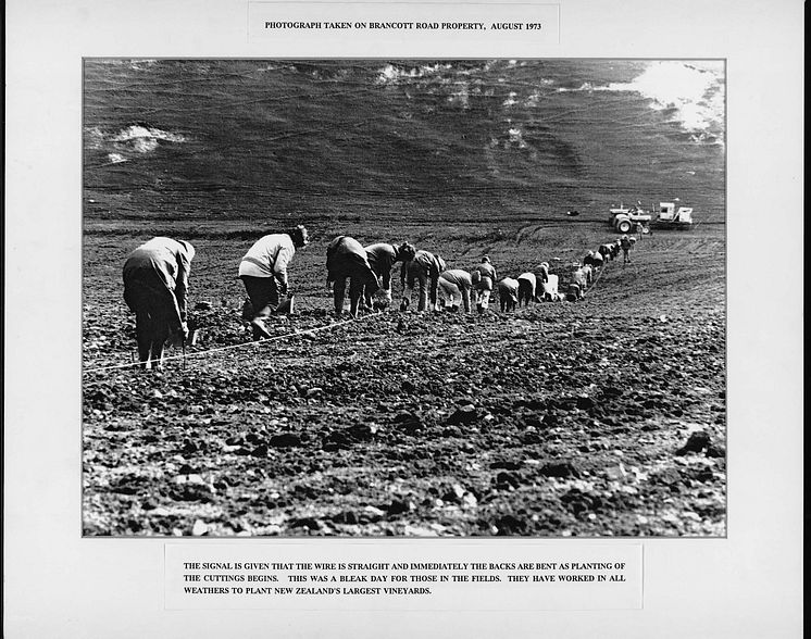 De første vinrankene settes ned - august 1973