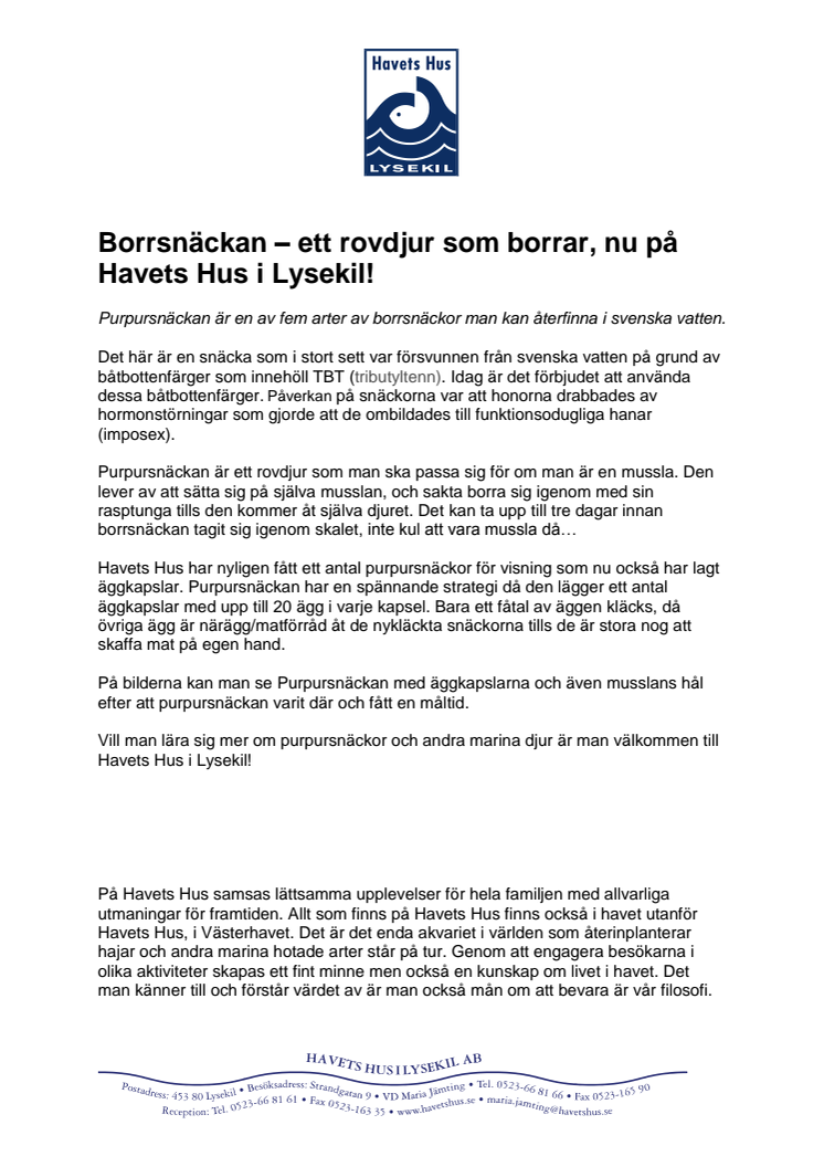 Borrsnäckan – ett rovdjur som borrar, nu på Havets Hus i Lysekil!