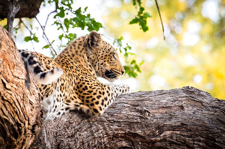 Leoparder i träd väntar på nästa byte