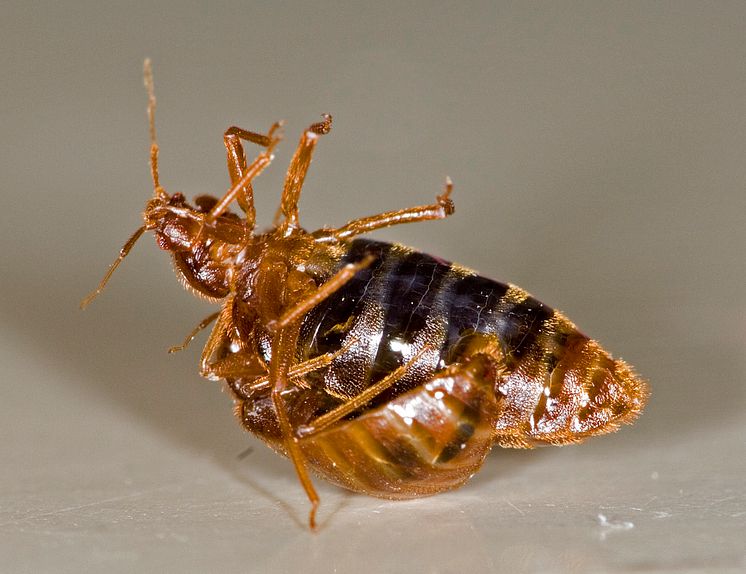 Bed bug’s dangerous sex life – novel deterrents for control?