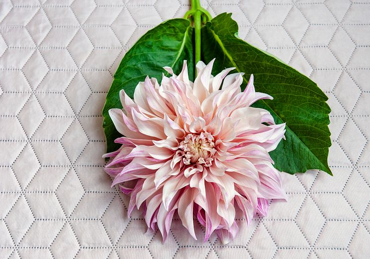 Vi älskar dahlia