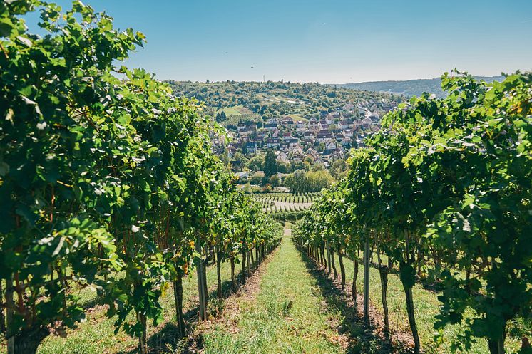 Stuttgart: Vinmarker i Mühlhausen, Steillagen ved floden Neckar