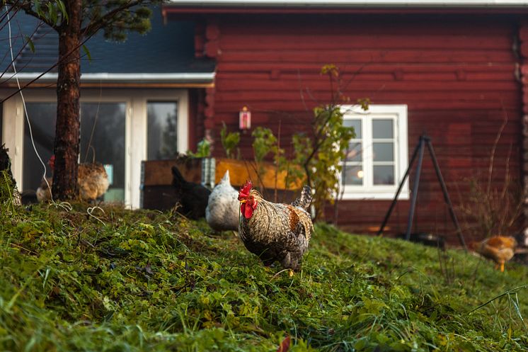 Høne fra Herfra gårdsmat og matkultursenter