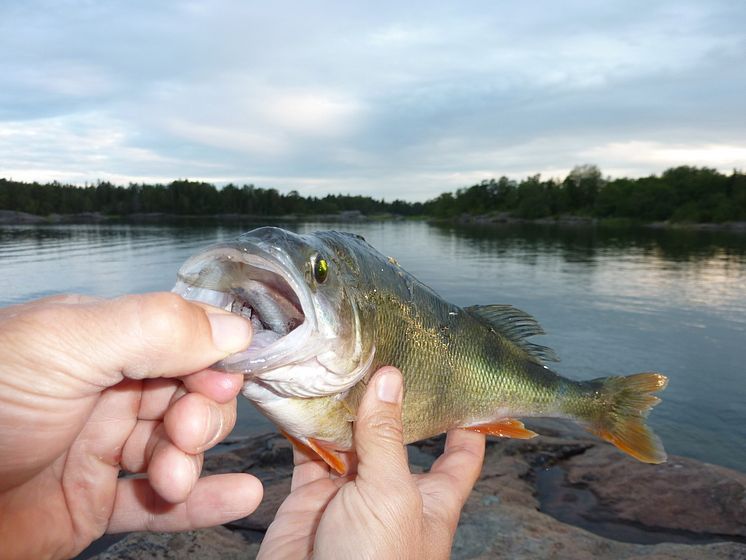 Aborre med liten fisk i munnen