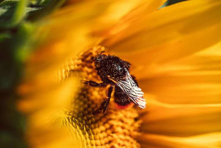 #DoGoood Regionale Biodiversitäts-Initiative