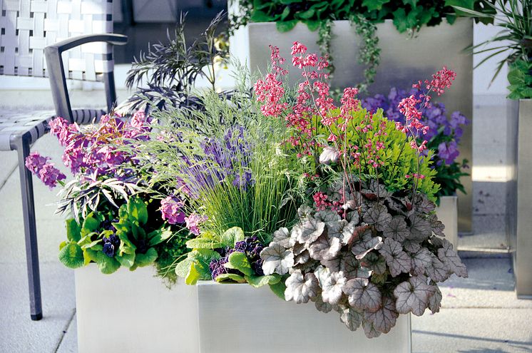 Heuchera i Vårflirt