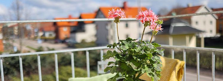 Årets Pelargon 2025 Pelargonium Summer Twist Rose foto SydGrönt (4) 1920.jpg
