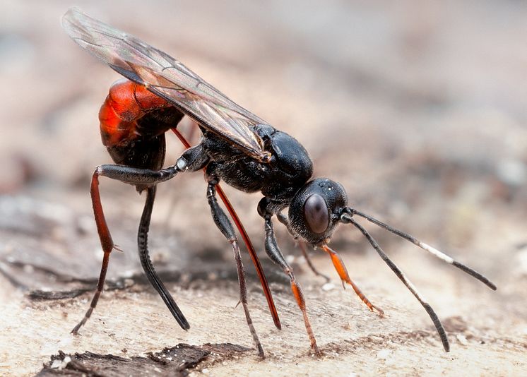 Stekel. Artrikaste gruppen insekter i Sverige är steklarna med ca 11 100 arter.