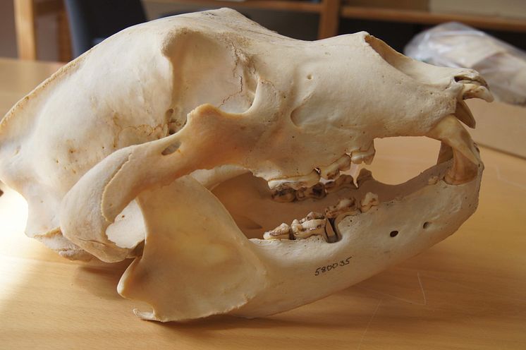 Brown bear scull