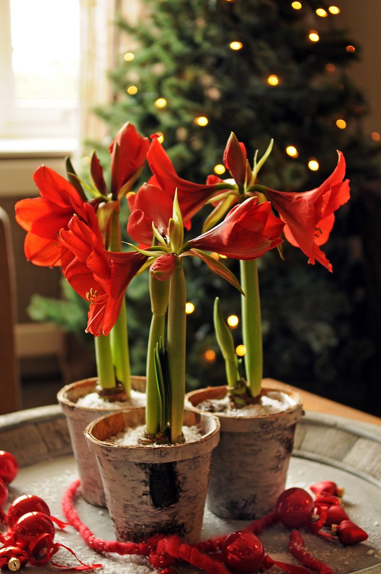 Amaryllis 1