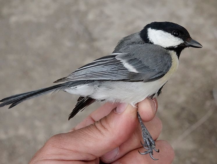 Talgoxe Parus major bokharensis, i Xinjiang, Kina. Foto: Per Alström