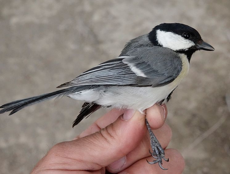 Talgoxe Parus major bokharensis, i Xinjiang, Kina. Foto: Per Alström