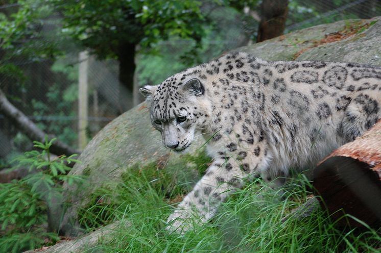 Snöleopard på Nordens Ark