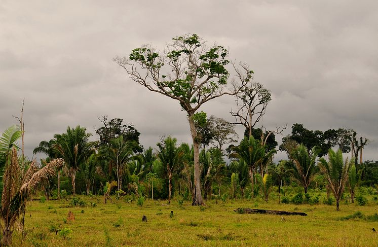 Amazonas