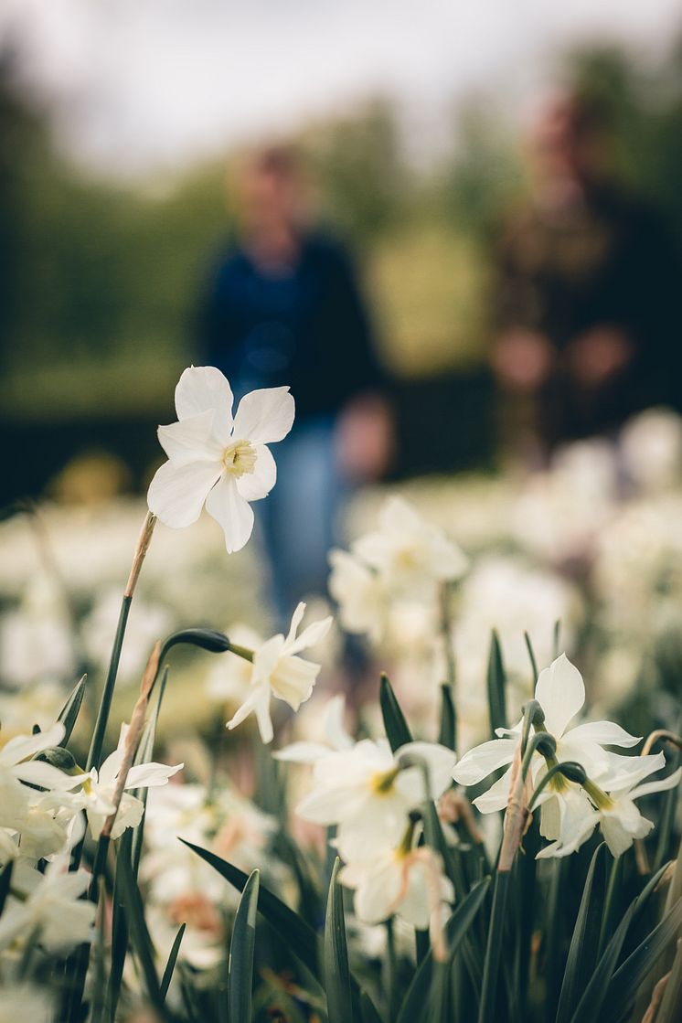 Vårflor - narcisser 