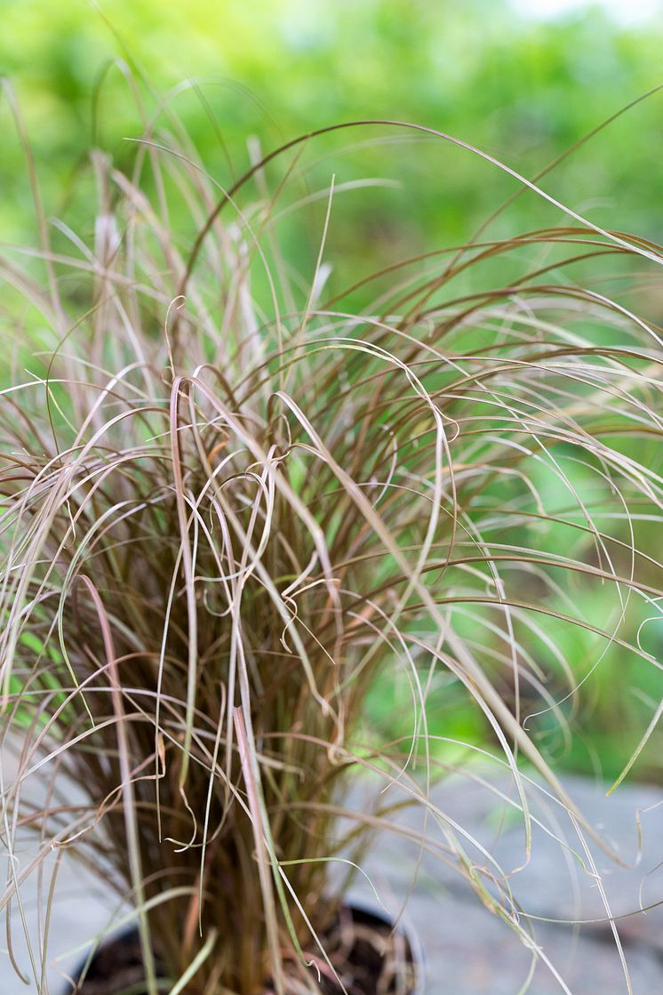 Bronsstarr, Carex comans Bronze