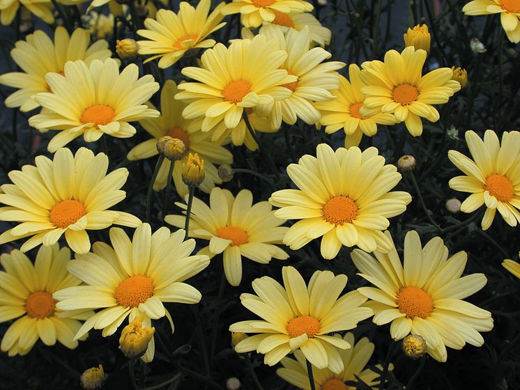 Margerit Argyranthemum frutescens Butterfly