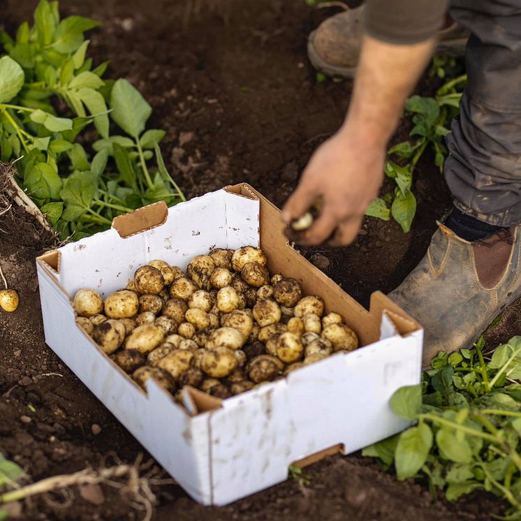 potatis-från-Svensk-potatis-Öllöv.jpeg