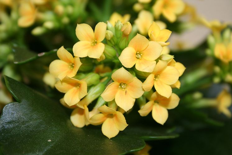 Höstglöd Kalanchoë Blossfeldiana-gruppen