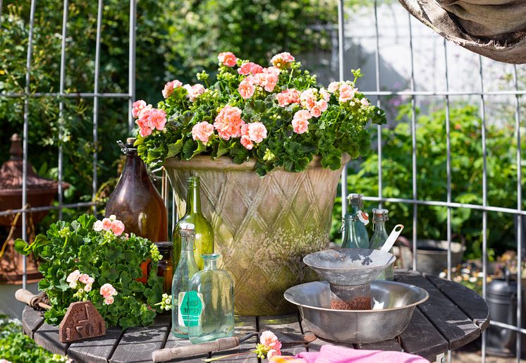 Årets Pelargon. Foto Emilia Ahlgren, Blomsterfrämjandet.jpg