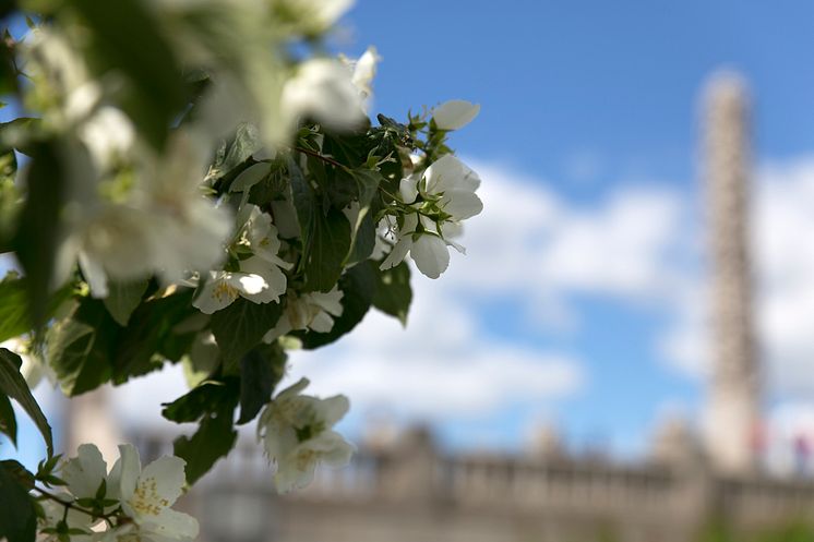 Lukt på blomstene på Bastionen