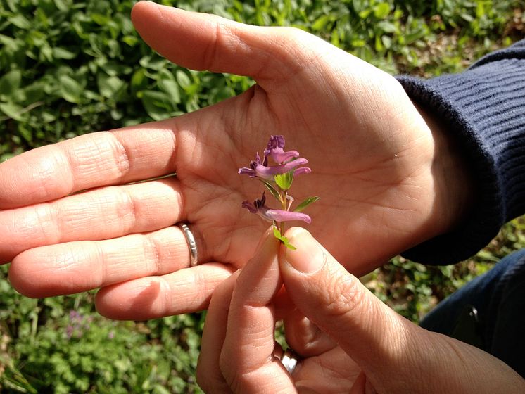 Vårblomma