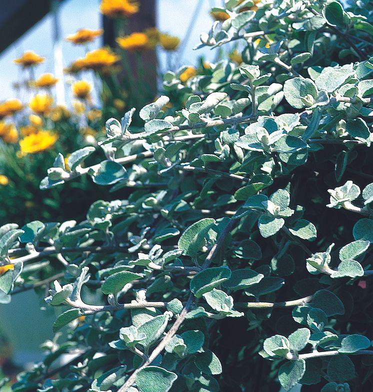 Rabatteternell Helichrysum petiolare