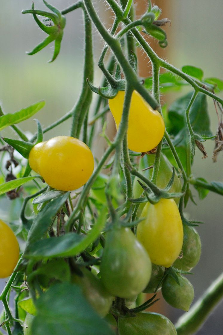 Økologisk gul tomat. 