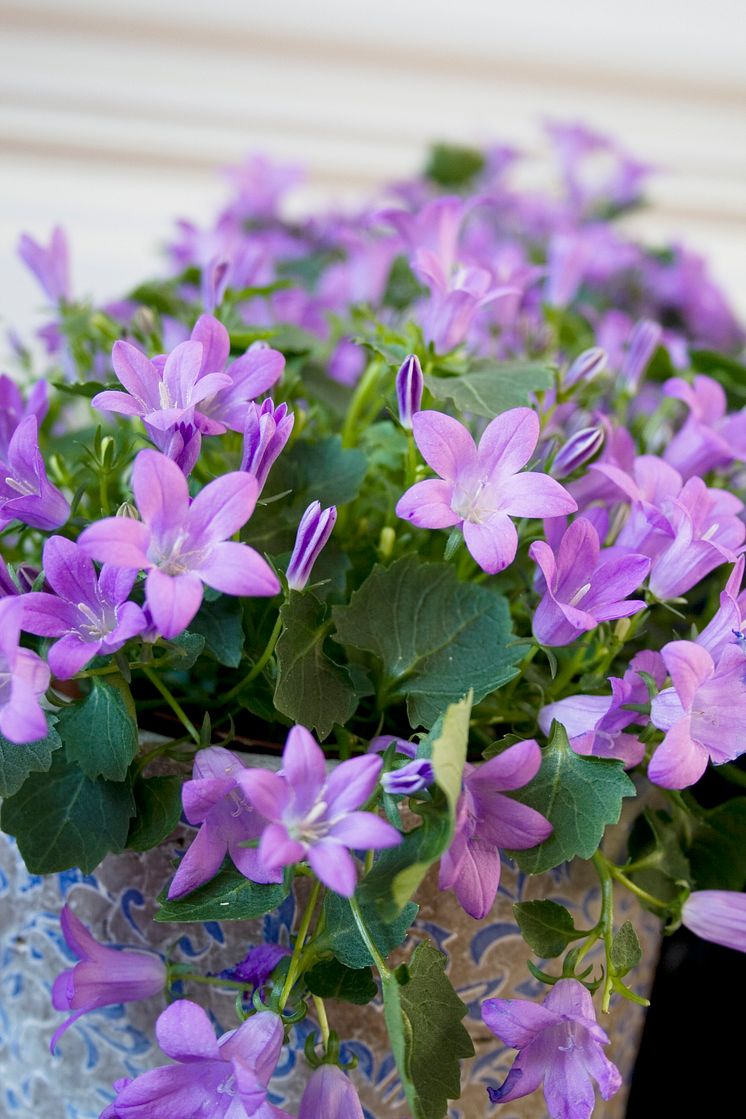 Stjärnklocka - Campanula poscharskyana