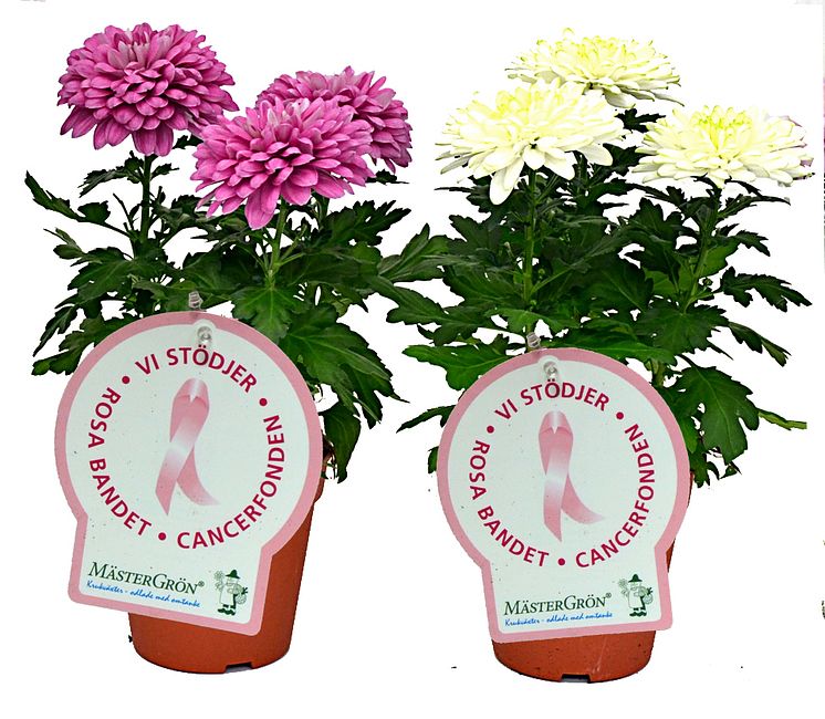Dagens Rosa Produkt 7 oktober - en Storblommig Krysantemum från Mäster Grön