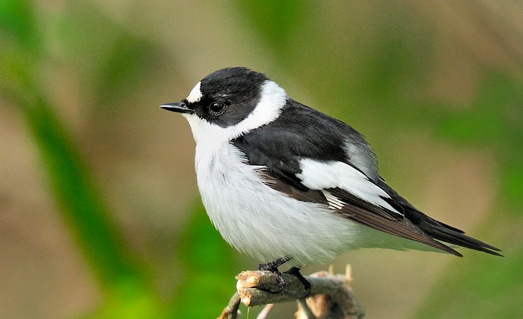 Collared flycatcher 