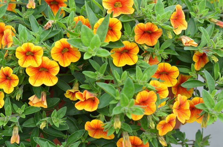 Calibrachoa Chameleon