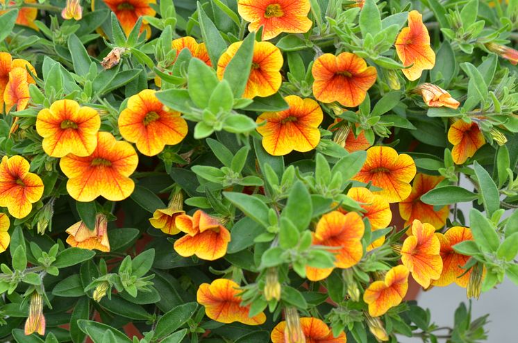 Calibrachoa Chameleon