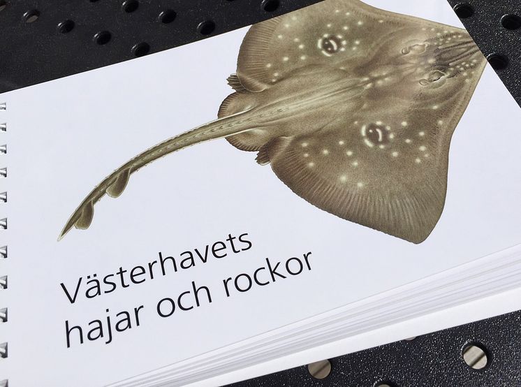 Ny guide för hajar och rockor i Västerhavet