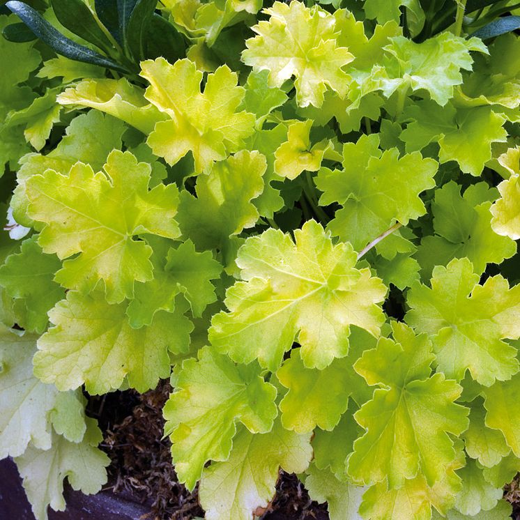 Alunrot - Heuchera 'Lime Rickey'