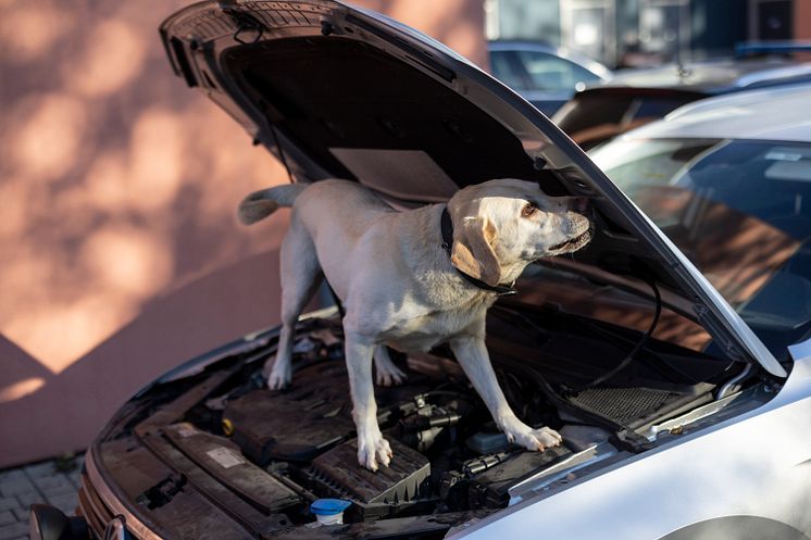 Årets narkotikasökhund Max vid fordonssök. Foto André de Loisted