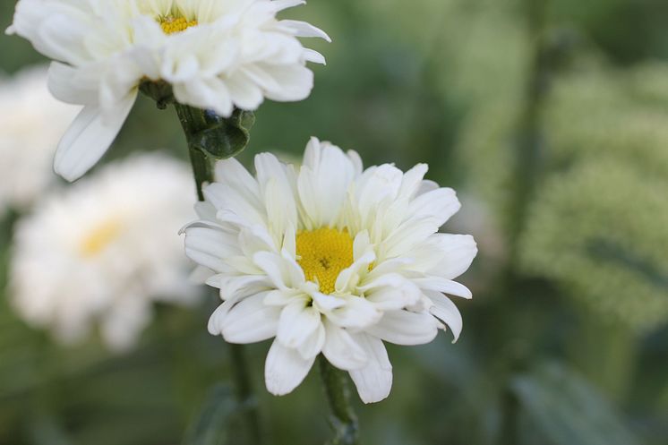 Leucanthemum superbum 'Victorian Secret' Jätteprästkrage Nyhet 2015