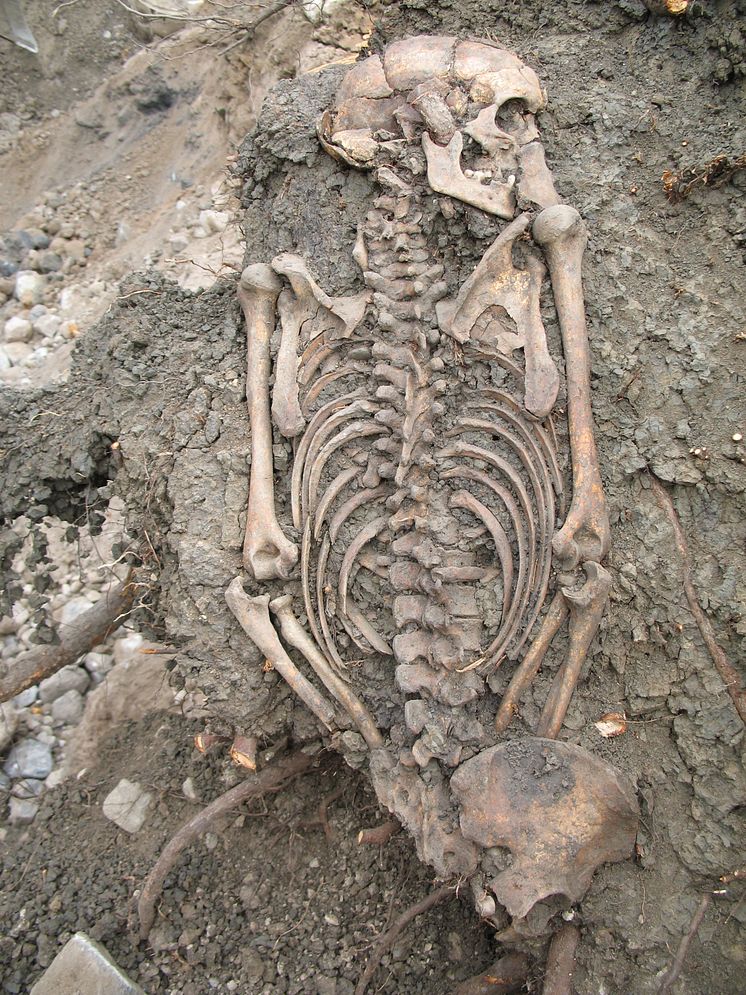 Vuxen man begravd i Sigtuna på 1000-talet. Upptäcktes 2008.