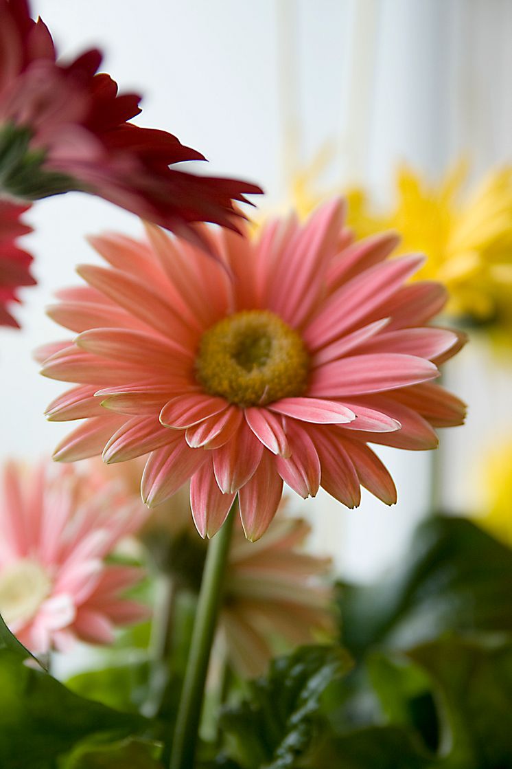 Gerbera