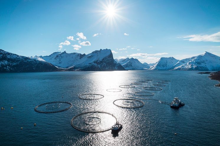 Salmon farm in Northern Norway