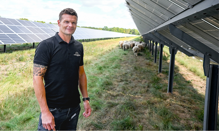 En man framför en flock får på Solpunkten, en solcellspark i Kristianstad. Mannen har en mörkblå/svart piké, han heter Joakim